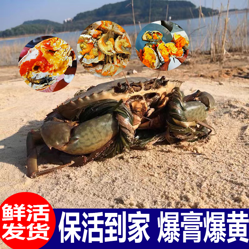 螃蟹鲜活青蟹红膏螃蟹1对特大超大2只1公1母螃蟹年货送礼鲜活青蟹