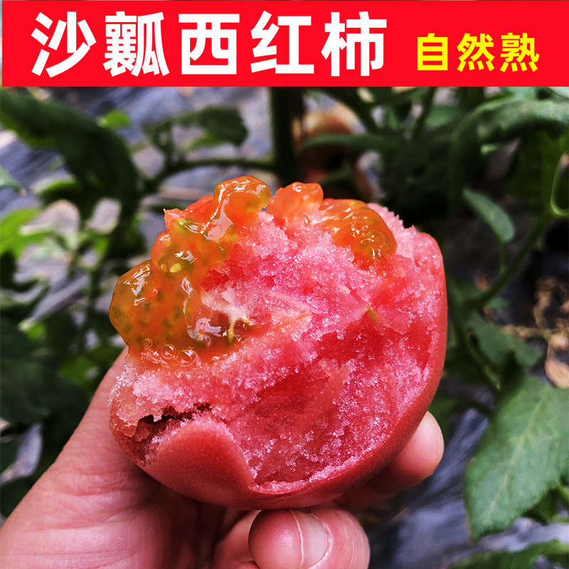 现摘新鲜沙瓤西红柿自然熟番茄农家水果生吃大番茄5斤包邮