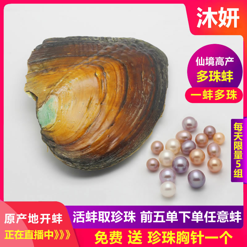 高产多珠蚌 直播开蚌取珍珠 性价比高 一蚌多珠 颜色漂亮限量50个