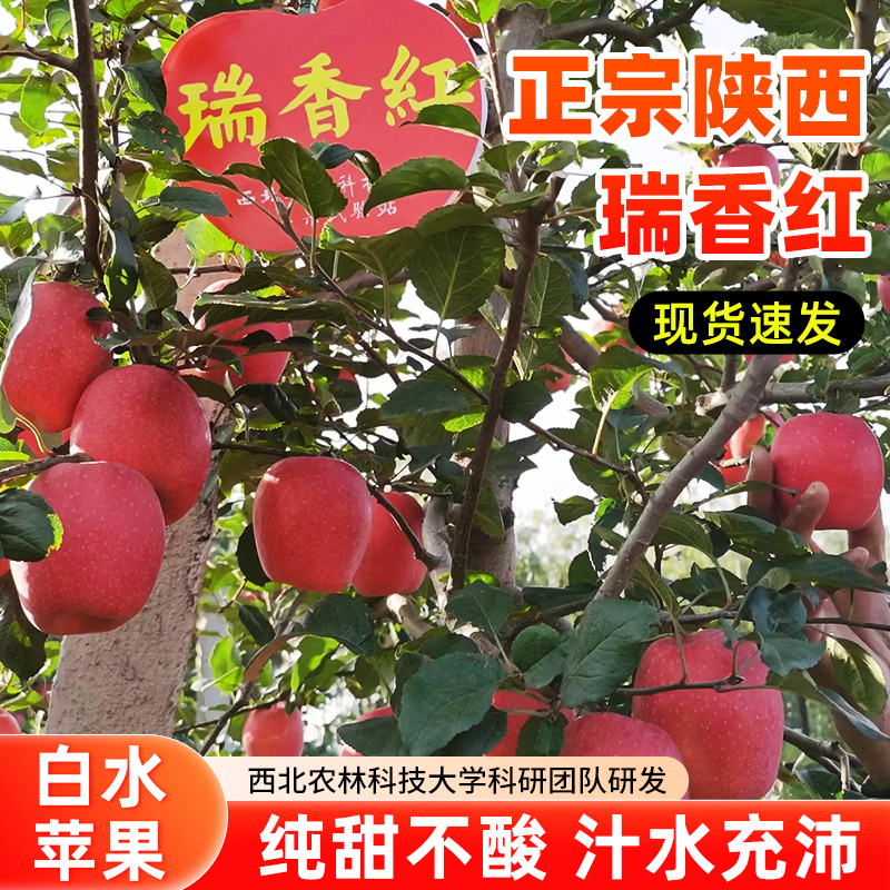 国产新品西北农林瑞香红苹果纯甜无酸自带玫瑰花香无添加可带皮吃