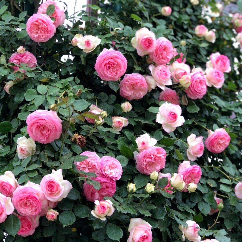 粉色龙沙宝-爬墙藤本月季花苗庭院爬藤阳台花卉蔷薇