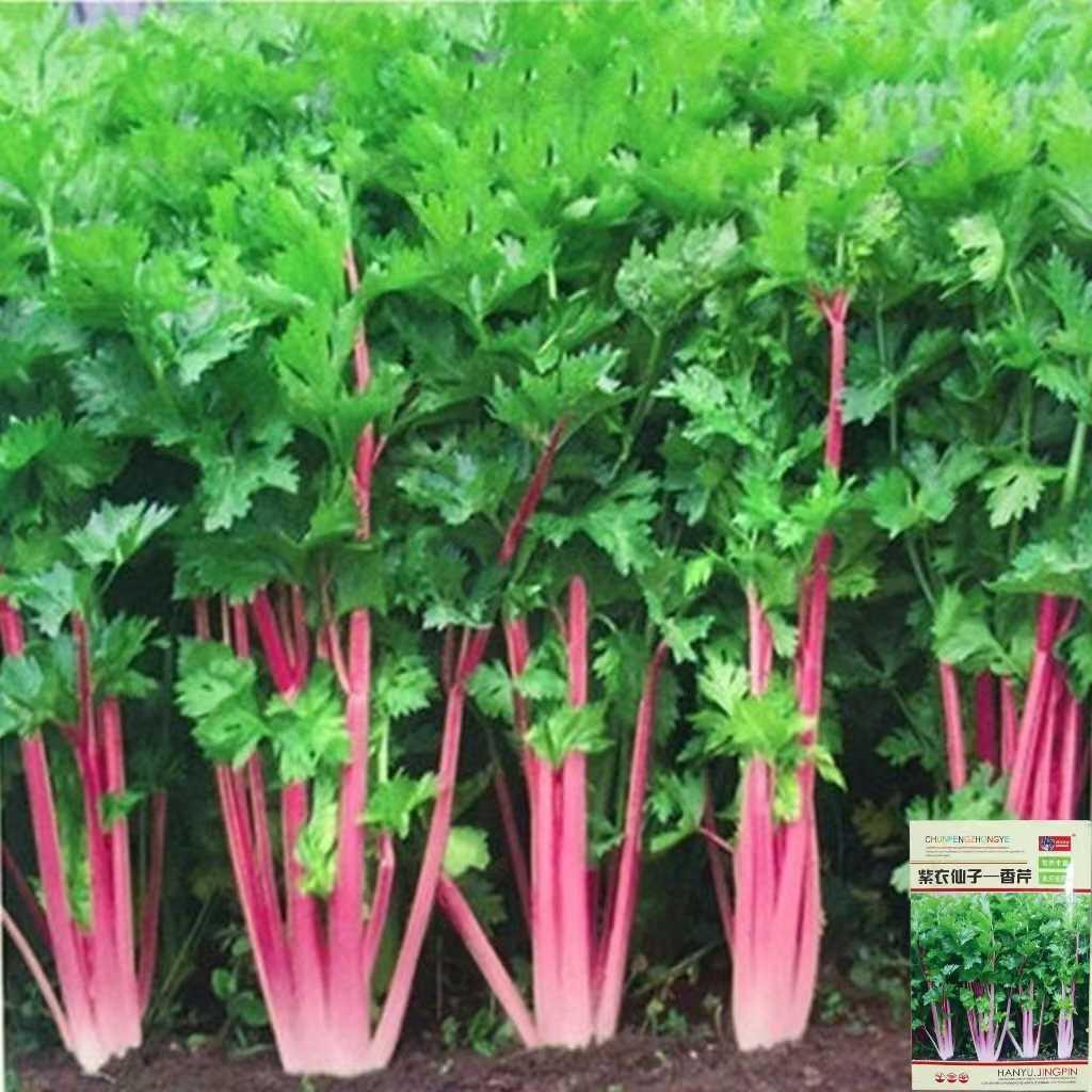 红芹种子芹菜速生紫色耐热含铁量高特色红杆芹菜四季特色蔬菜种籽