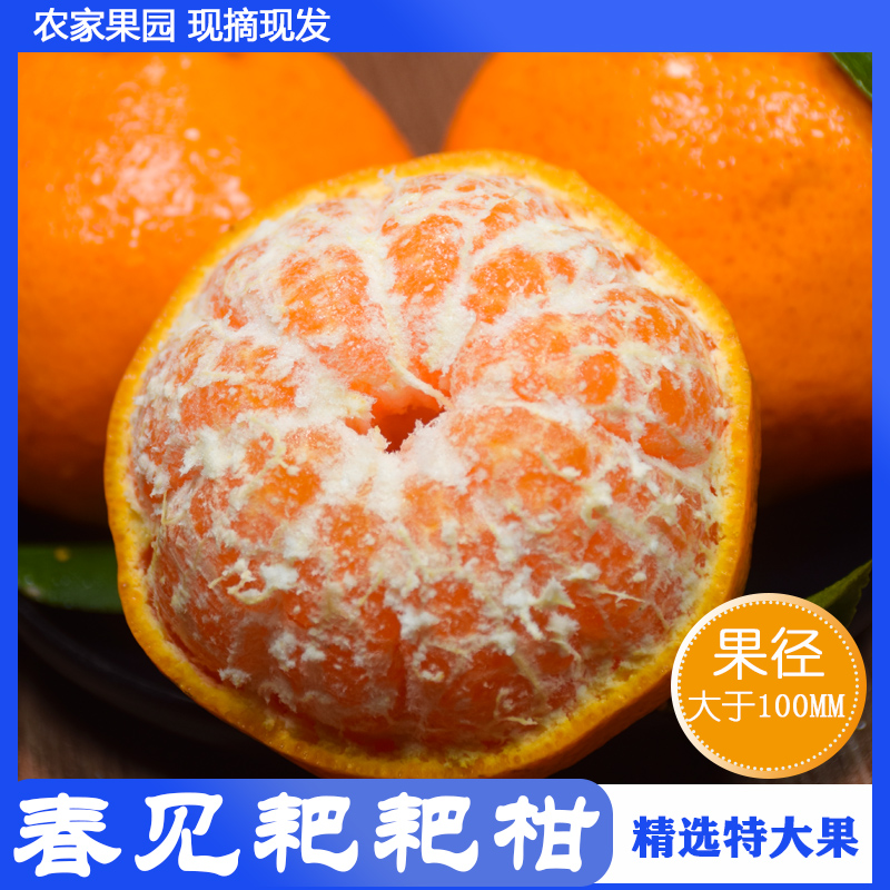 【春见耙耙柑】四川农产品新鲜水果丑橘柑橘精选送礼特级大果10斤