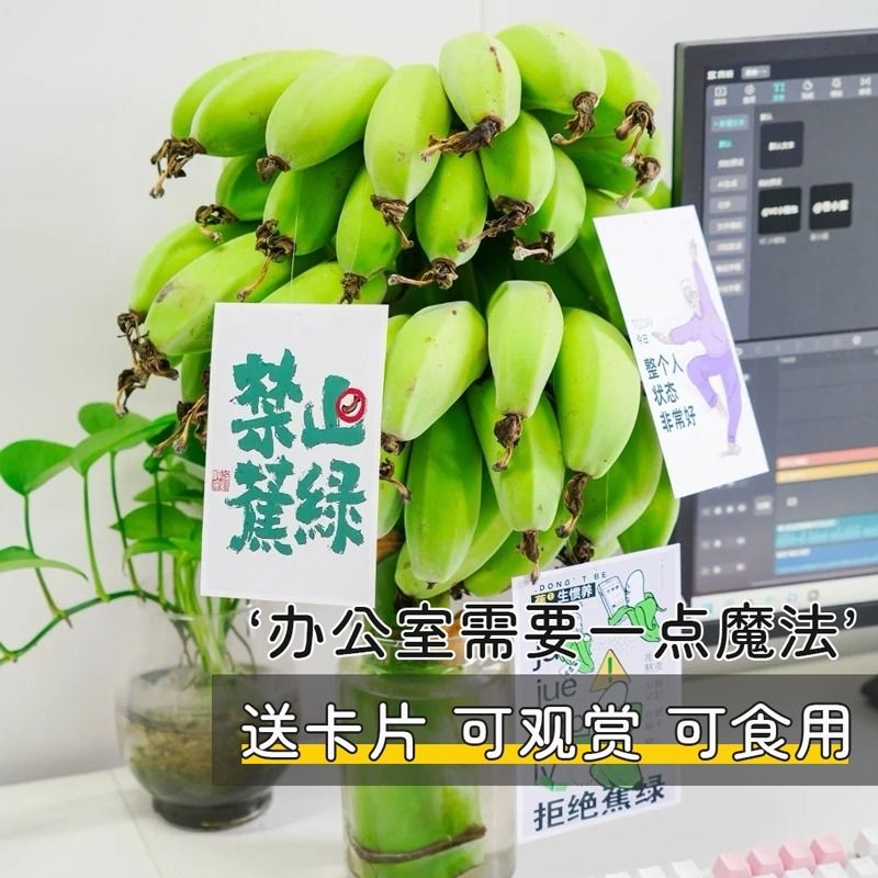 美妆版【禁止蕉绿】一整串带杆苹果蕉小米蕉办公室桌面水养小香蕉