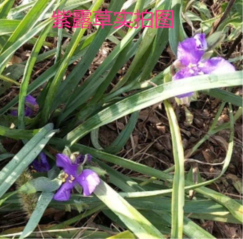 紫露草花盆栽地栽苗 金娃娃萱草多年生宿根花卉  耐寒耐热花期长
