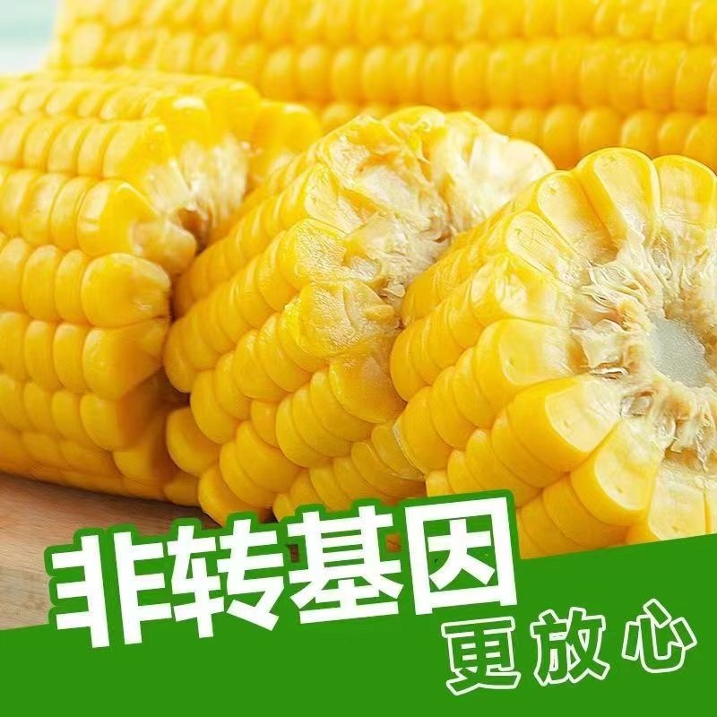 【促销抢购】正宗东北黄糯玉米段低脂甜玉米真空零食出口转内销