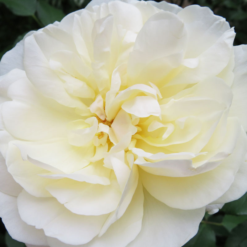 奥图初然级白玫瑰精油  香气和效能超越所有玫瑰 是所有