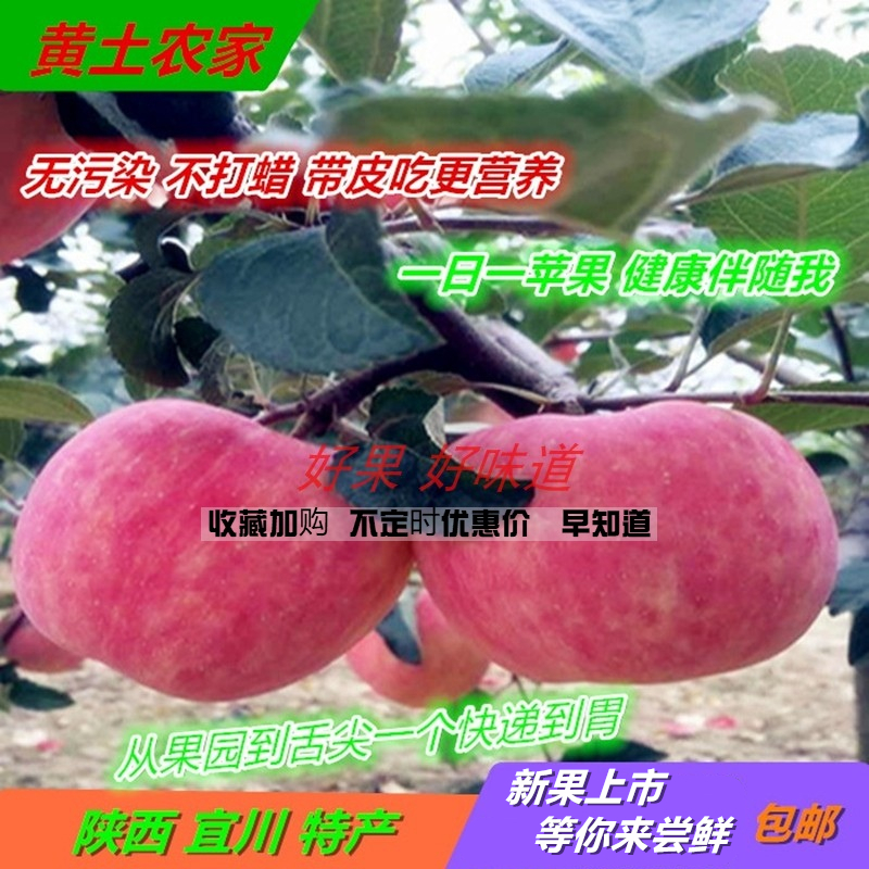 陕西宜川山地红富士苹果80mm24颗延安壶口新鲜水果非洛烟台现摘