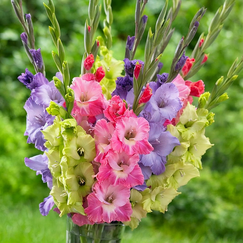 10颗剑兰种球唐菖蒲球根盆栽花卉荷兰进口香水百合种子可做鲜切花