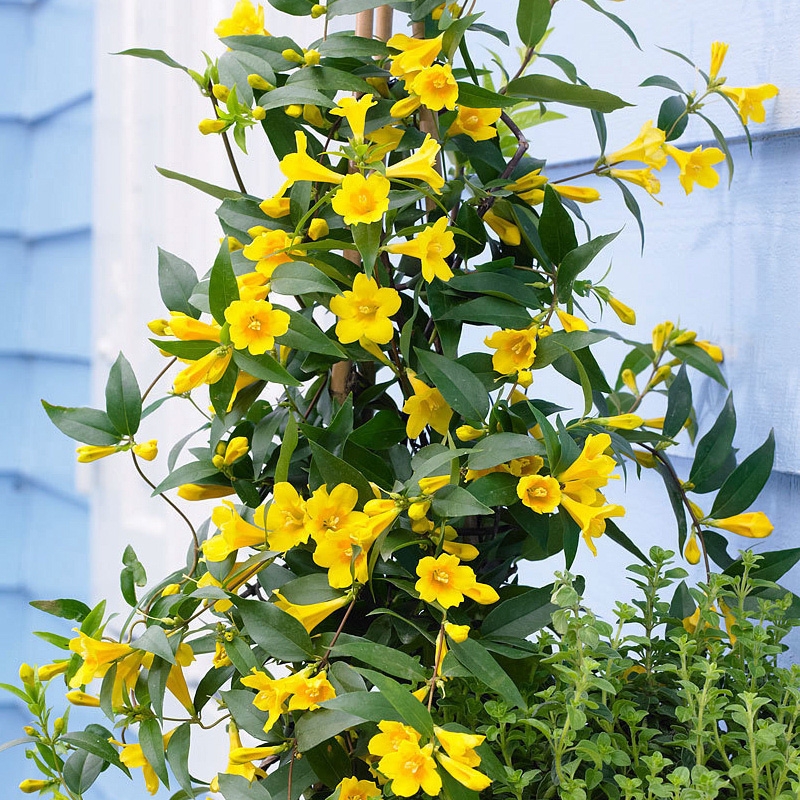 藤盆栽黄色法国香水花苗耐寒好养爬藤植物阳台庭院花卉茉莉