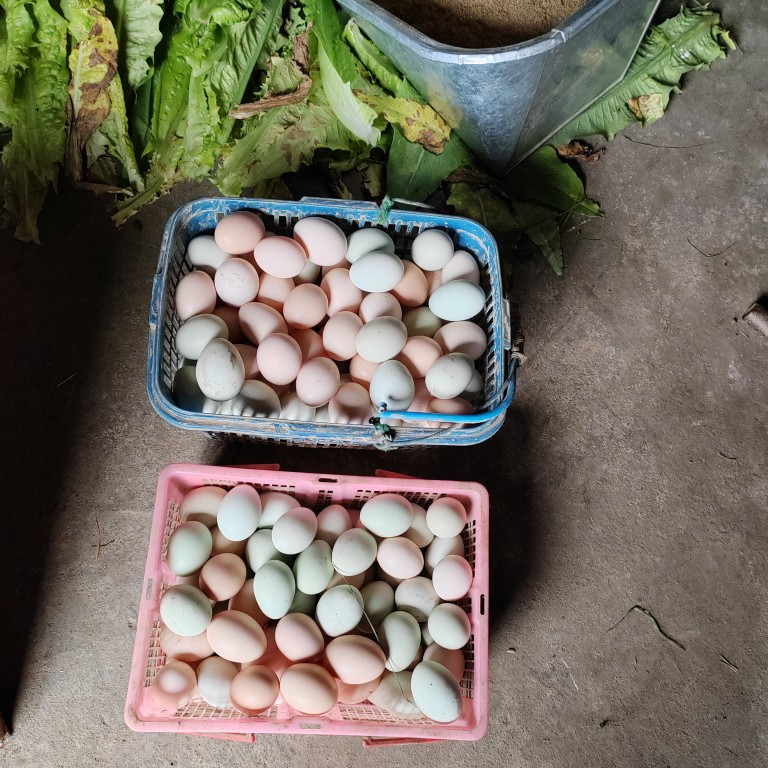 正宗土鸡蛋农家散养新鲜纯农村自养天然30枚草鸡蛋笨鸡蛋乌绿壳蛋