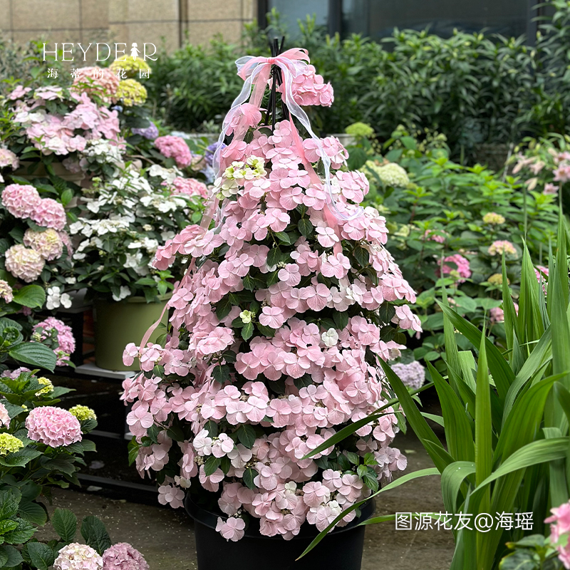 海蒂的花园绣球花苗逃跑新娘粉色白色垂吊花量大阳台庭院花卉盆栽