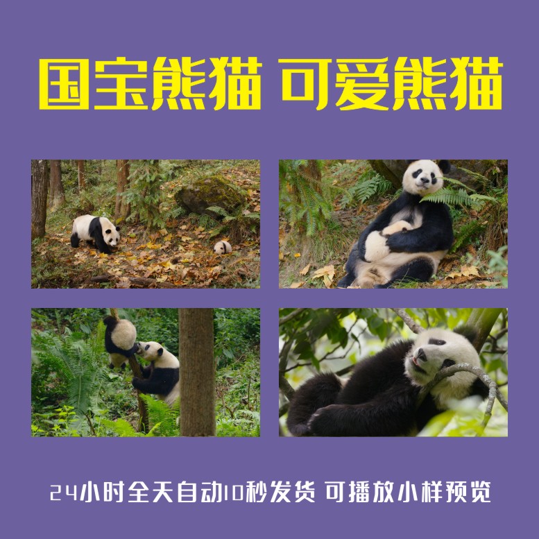 国宝熊猫可爱熊猫竹林大自然小熊猫一家人玩耍吃竹子高清视频素材