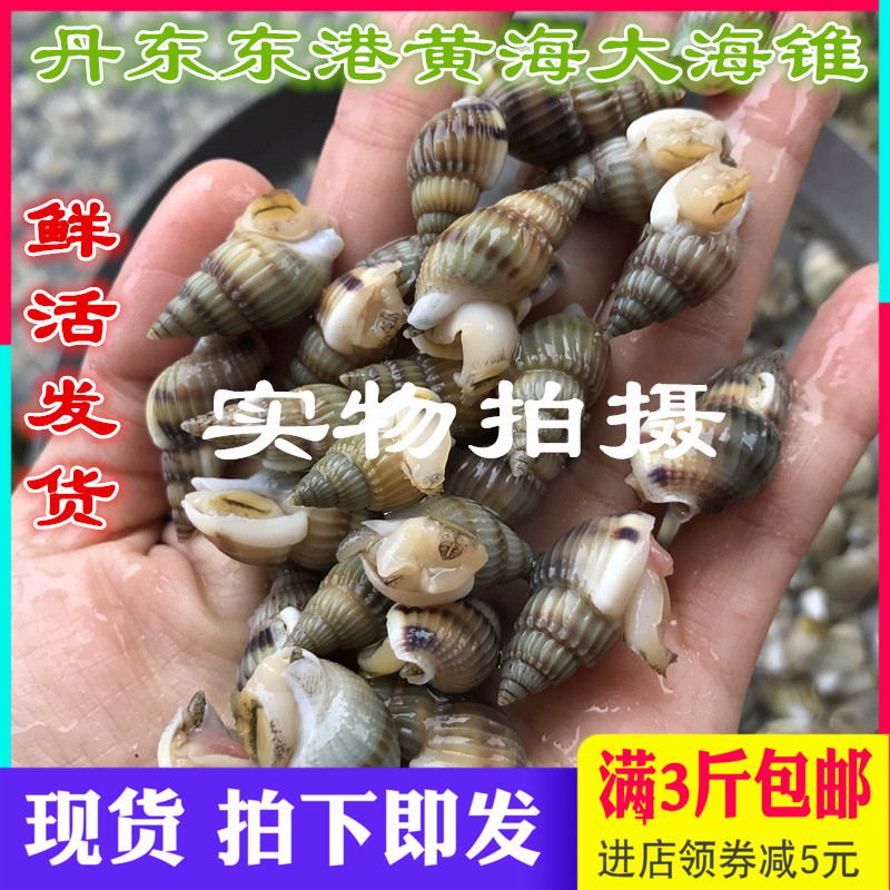 丹东东港特产海螺丝海锥海瓜子鲜活海螺丝海椎 鲜活发货3斤包邮