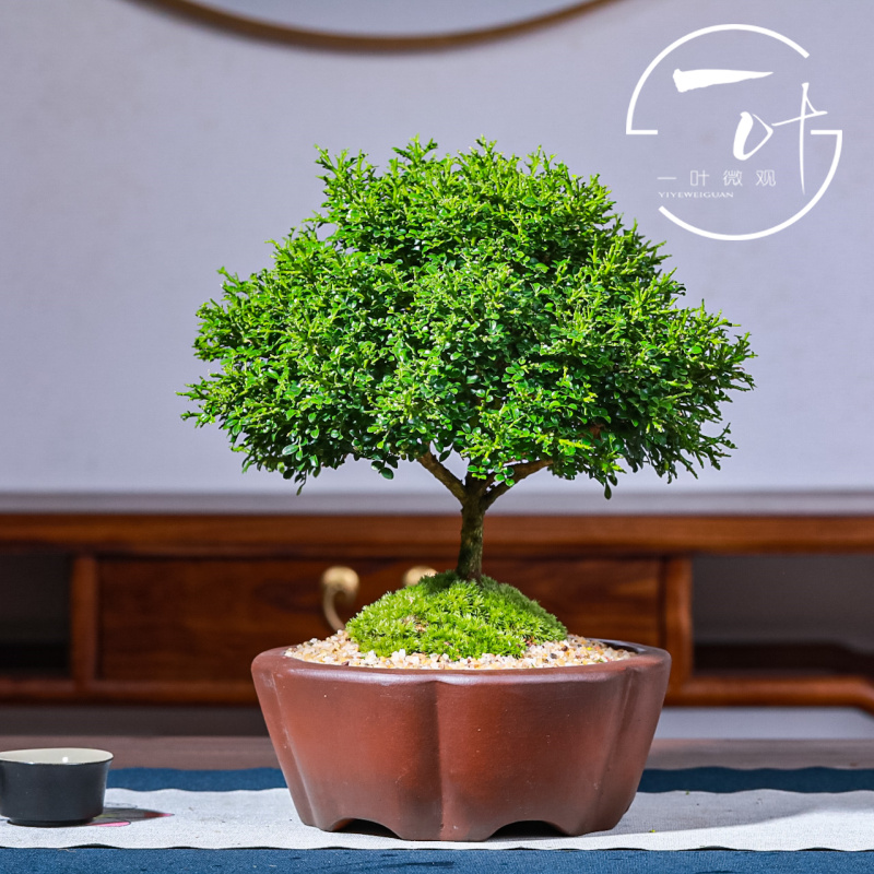 达摩九里香台湾引进办公桌桌面小叶盆栽绿植微型禅意盆景净化空气