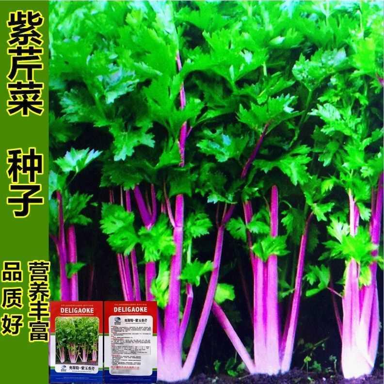 紫玉香芹种子 红芹种 种籽盆栽紫色冬季红色四季菜蔬菜阳台野外菜