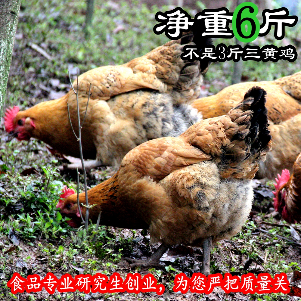 四川雅安农家散养自养新鲜土鸡 老母鸡 2年多现杀 1只净重6斤多
