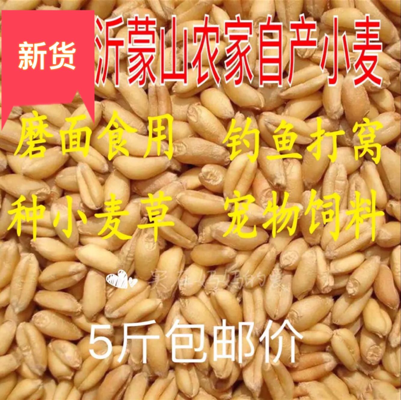 新小麦粒食农家自产小麦粒5斤 磨面煮粥钓鱼麦子小麦苗小麦草种子