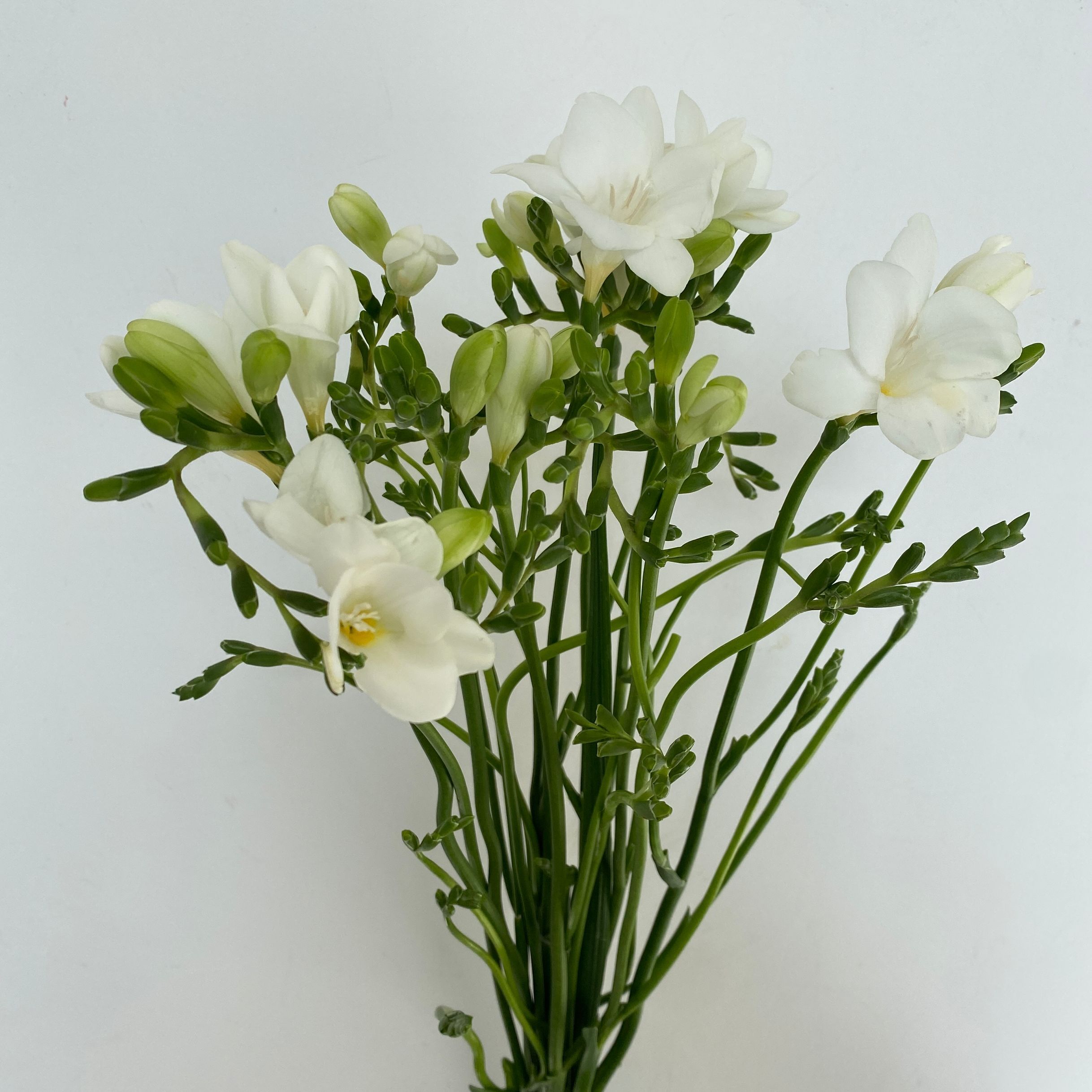 进口白色苍兰花雪白花朵香雪兰清香宜人提神醒脑高品质观赏花10枝