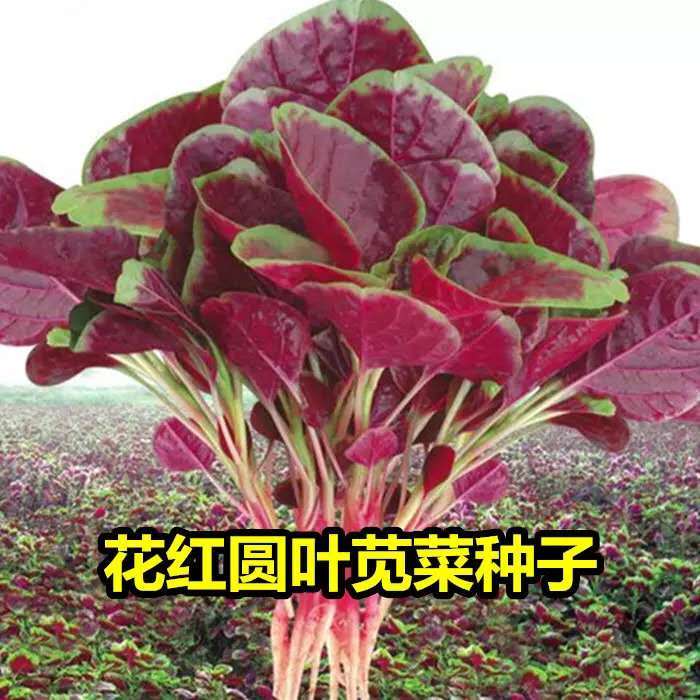 【新花红苋菜种子】四季播高产青菜种子苋菜籽阳台盆栽蔬菜种子