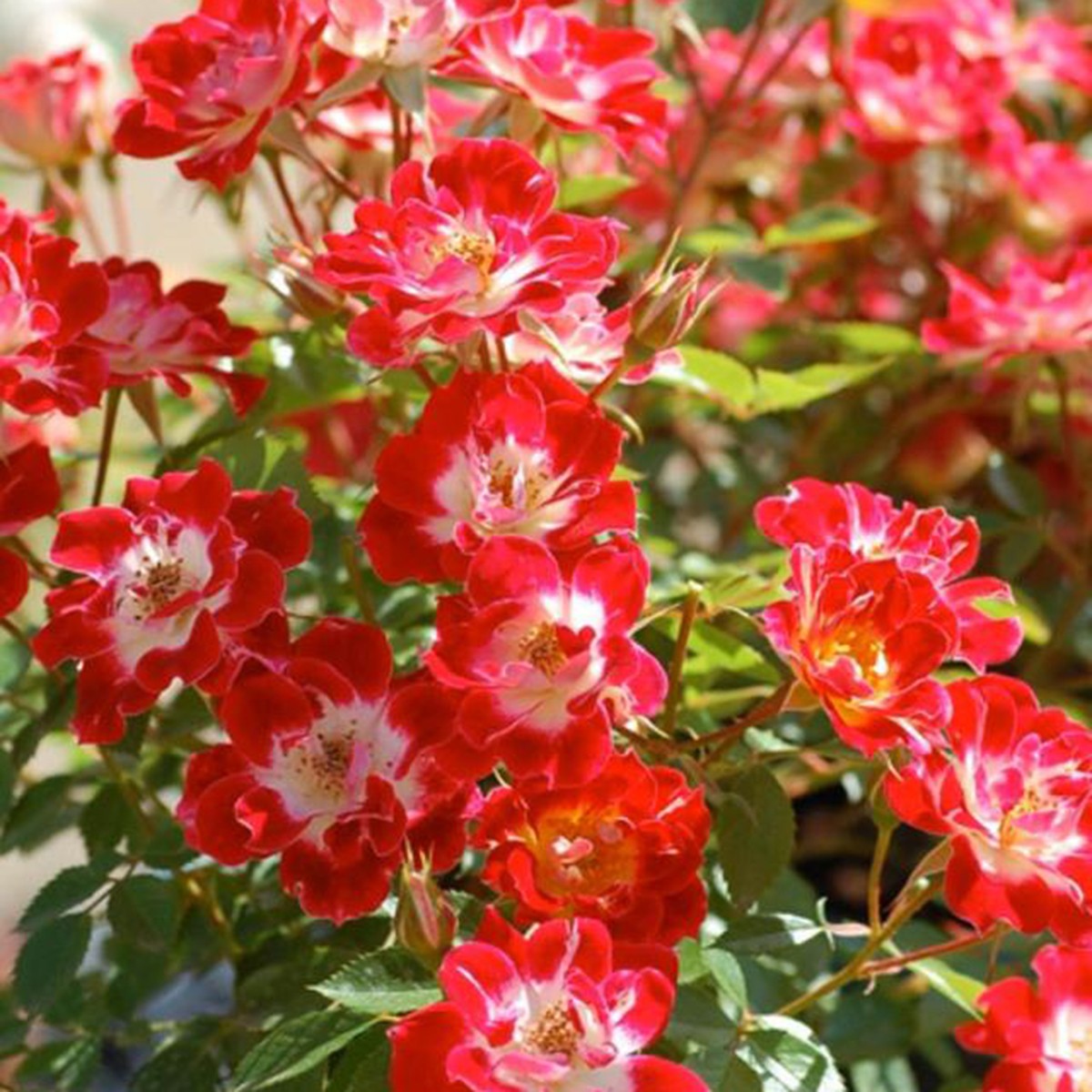 稀有品种小画家姬月季 日本赤花微型月季 单瓣蔷薇有香味阳台绿植