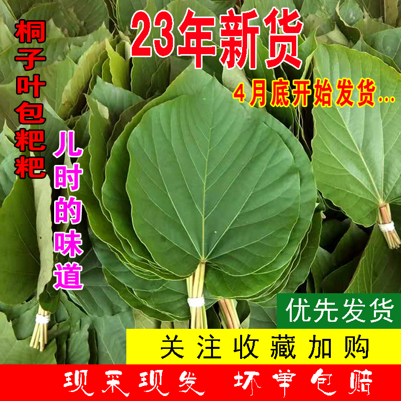 重庆发货24年新鲜桐子叶包粑粑现摘树叶油桐叶包材桐子果树叶包邮