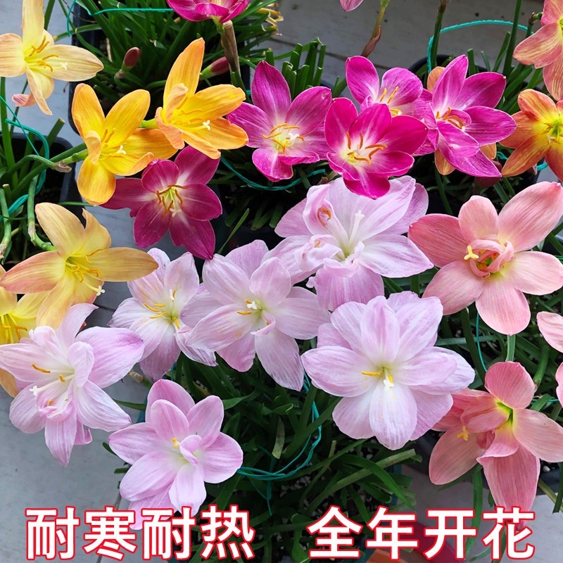 四季风雨兰重瓣种球进口花苗盆栽开花植物好养易活韭兰清香型花卉