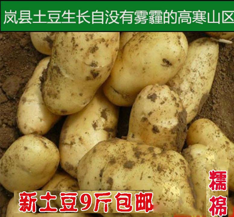 山西吕梁特产岚县土豆马铃薯黄心大土豆洋芋农家自种新鲜9斤包邮