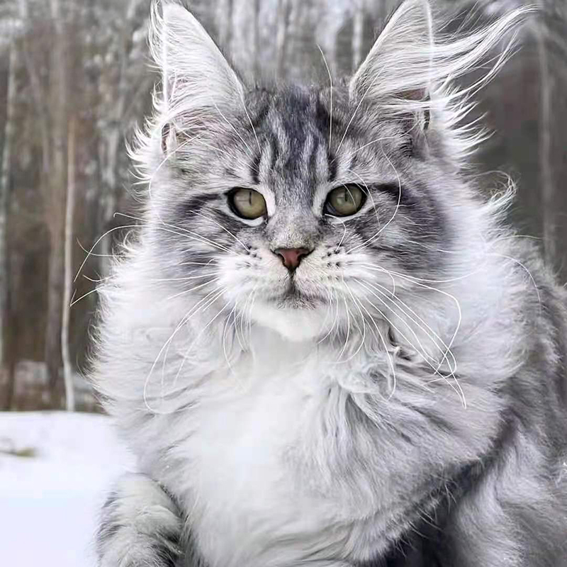缅因猫幼猫纯种巨型森林猫红虎斑俄罗斯赛级银虎斑宠物猫幼崽猫咪