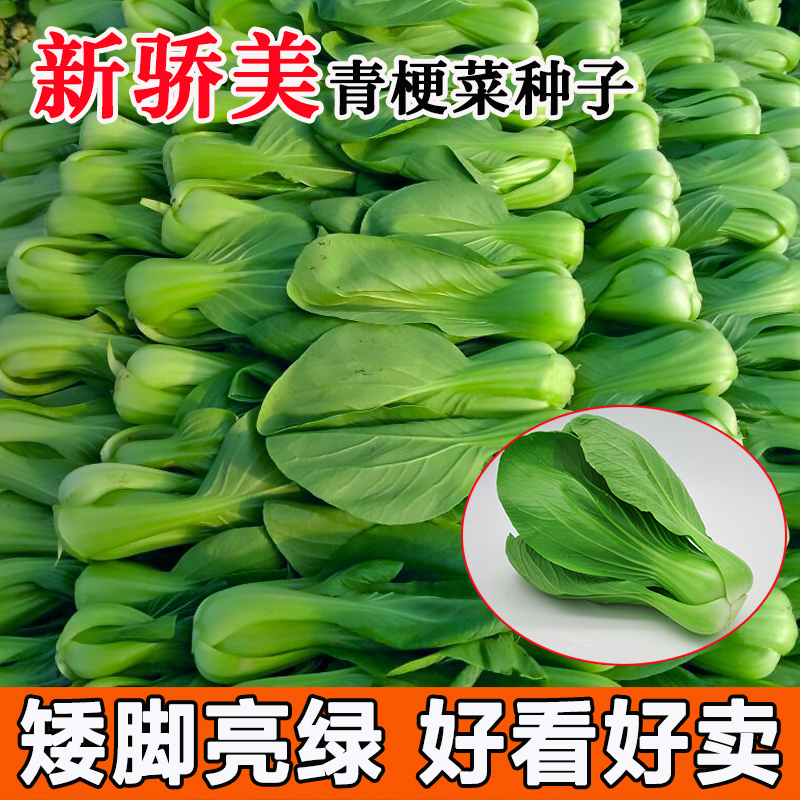 新骄美青梗菜蔬菜种子上海青青菜夏季耐热小白菜菜种子四季播油菜