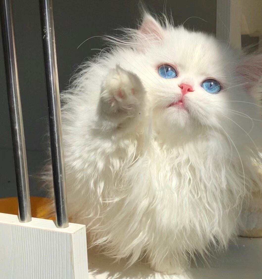 曼基康矮脚猫幼猫纯种米努特蓝金渐层短腿猫拿破仑宠物猫咪活物