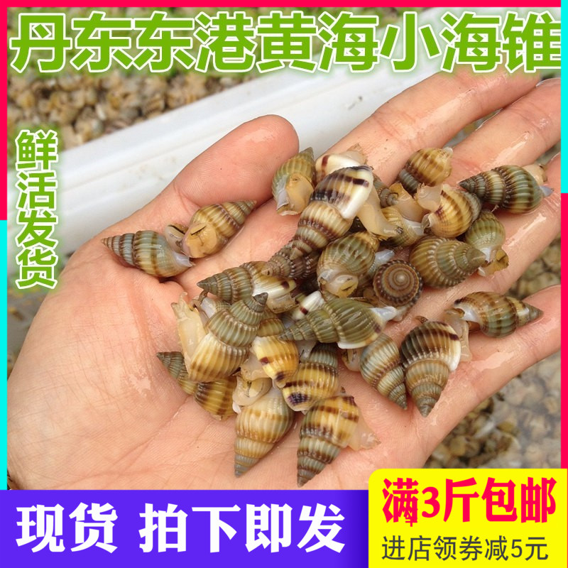 丹东东港特产海锥海螺丝海瓜子鲜活海螺丝海椎 鲜活发货3斤包邮