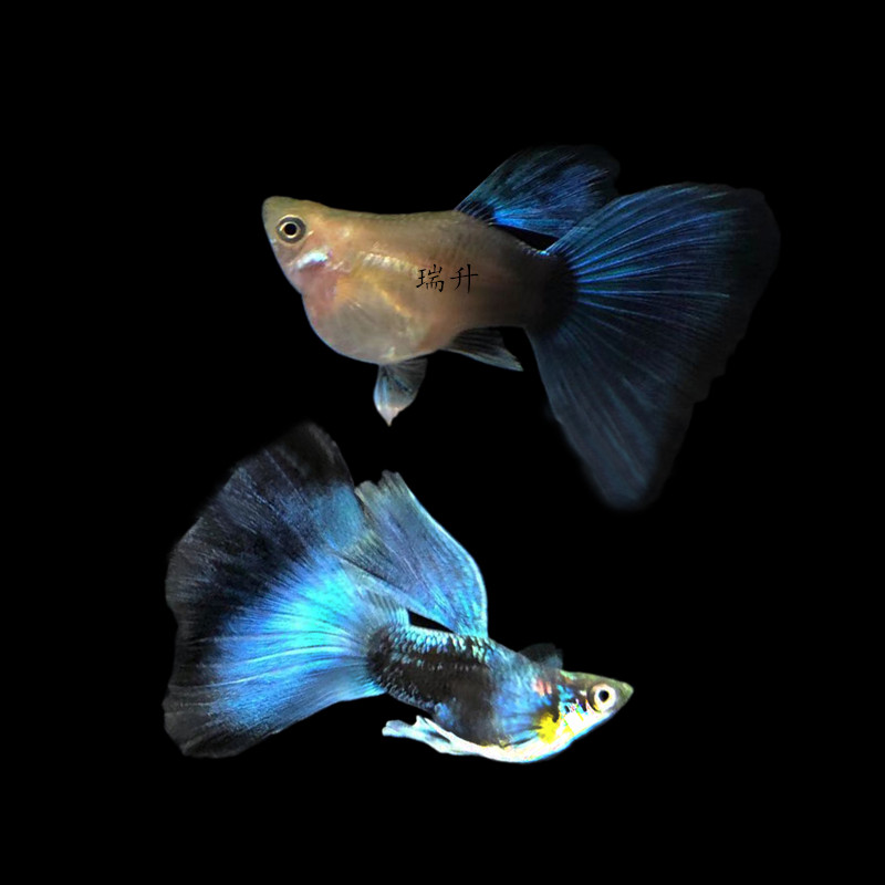 蓝礼服球体孔雀鱼凤尾鱼纯种小型热带观赏鱼胎生鱼孕母活体淡水