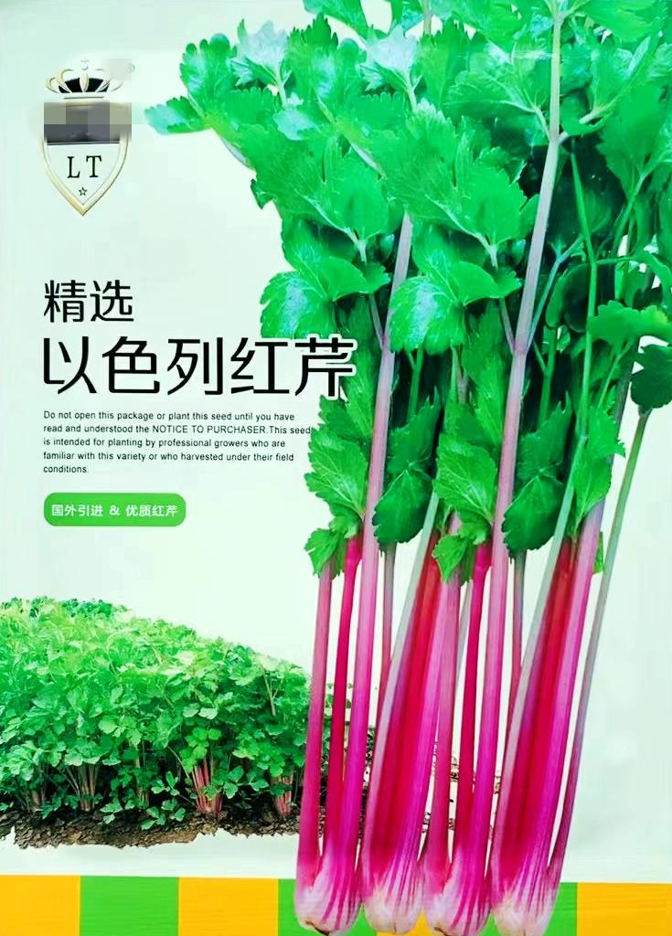红芹菜种子国外引进特色紫红杆芹菜种子 彩芹种籽特菜蔬菜四季