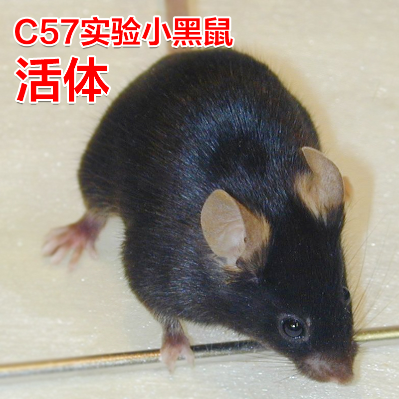 活体无菌C57小黑鼠实验鼠小白鼠大白鼠繁殖组活物老鼠喂养殖包邮