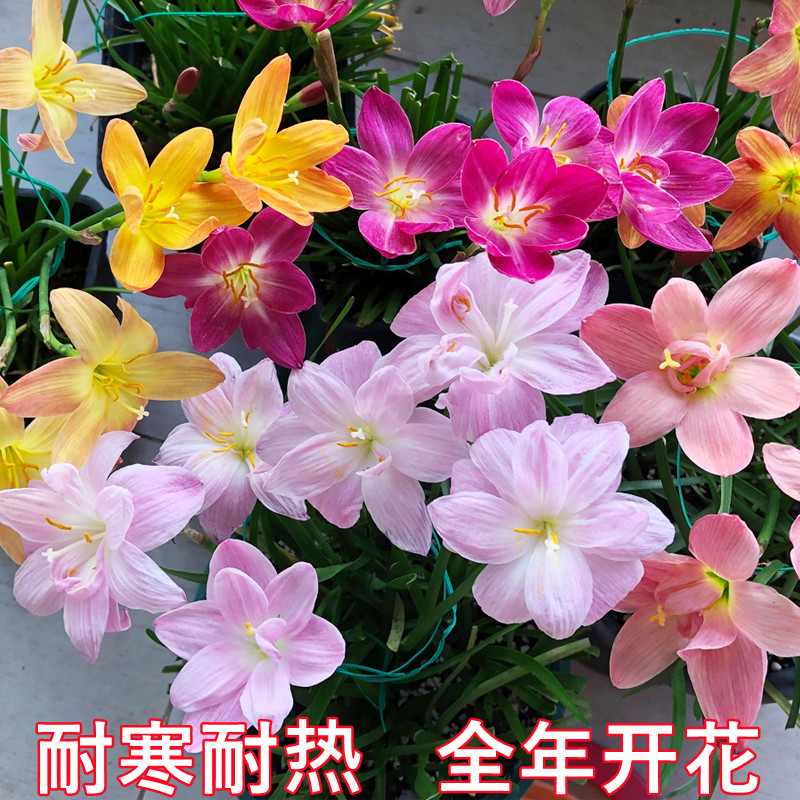 四季风雨兰重瓣种球庭院阳台盆栽开花植物好养易活韭兰清香型花卉