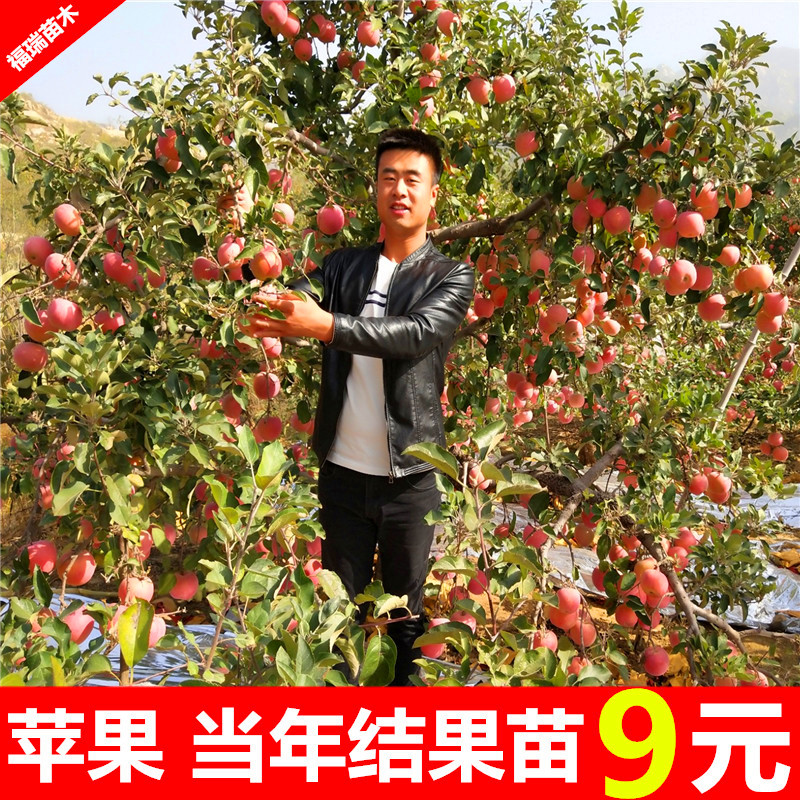 苹果树果苗盆栽地栽南方北方种植特大红富士嫁接苹果苗当年结果