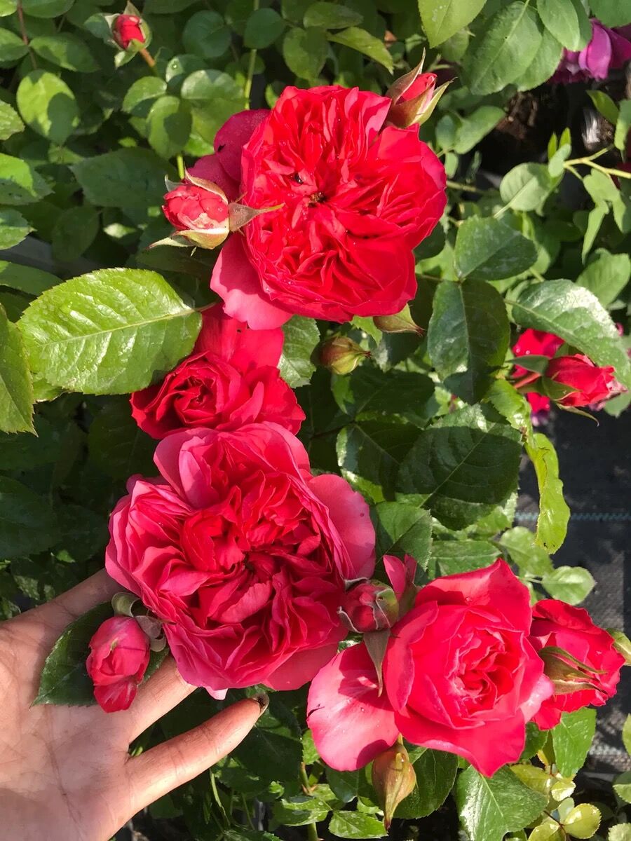 香奈儿月季花苗荷兰阳台系列多花微型玫瑰盆栽耐雨淋美抚子园艺