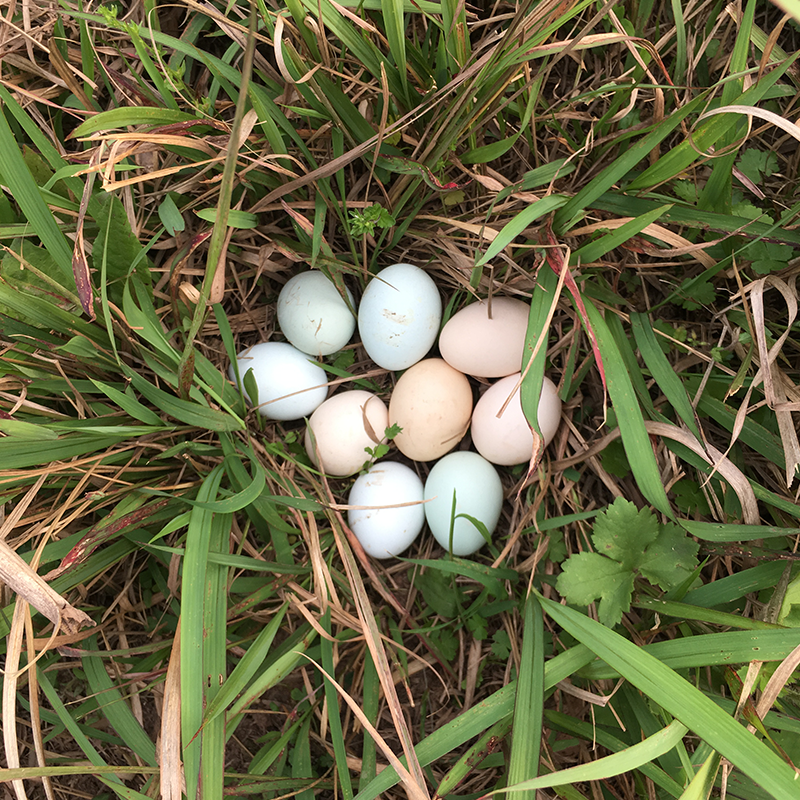 正宗农家散养土鸡蛋绿壳蛋60枚新鲜初产蛋柴鸡蛋林下散养草鸡蛋