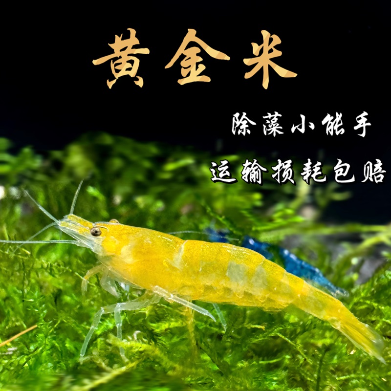 包邮 黄金米虾活体 观赏虾 宠物虾 工具虾除藻虾 草缸清洁虾