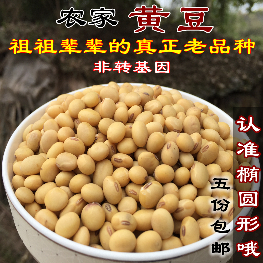 四川雅安农家自种老品种黄豆 椭圆形大豆打豆浆用 500克不打农药
