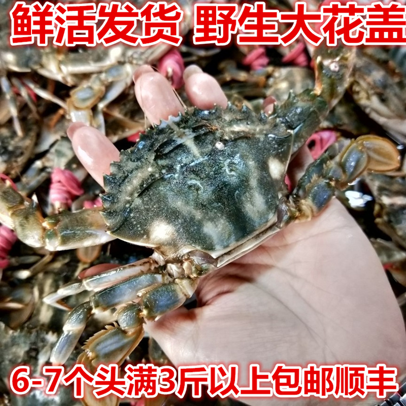 丹东东港特产野生鲜活花盖蟹赤甲红鲜活发货公母花盖蟹一斤6-7个