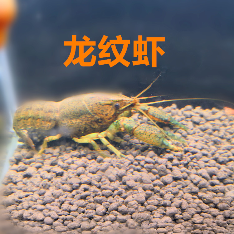 龙纹虾活体 单性繁殖 淡水观赏虾 宠物虾 螯虾 路上损耗包赔