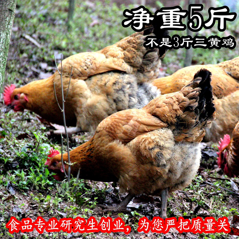 四川雅安农家散养自养新鲜土鸡 老母鸡 2年 现杀 1只净重5斤多