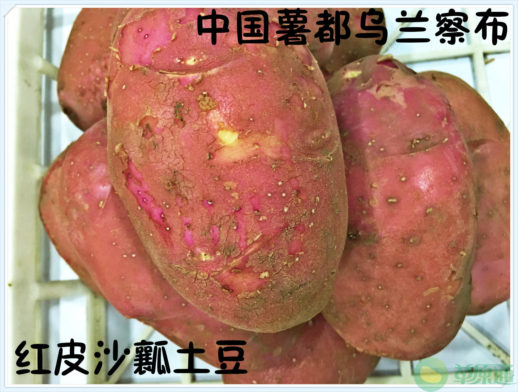 内蒙古红皮土豆 红皮黄心 土豆种子  沙瓤土豆 薯都直发5斤包邮