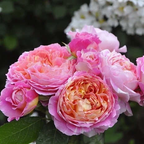 欧月月季 法国莫奈 灌木月季花苗 欧月盆栽玫瑰 扦插苗 维特园艺